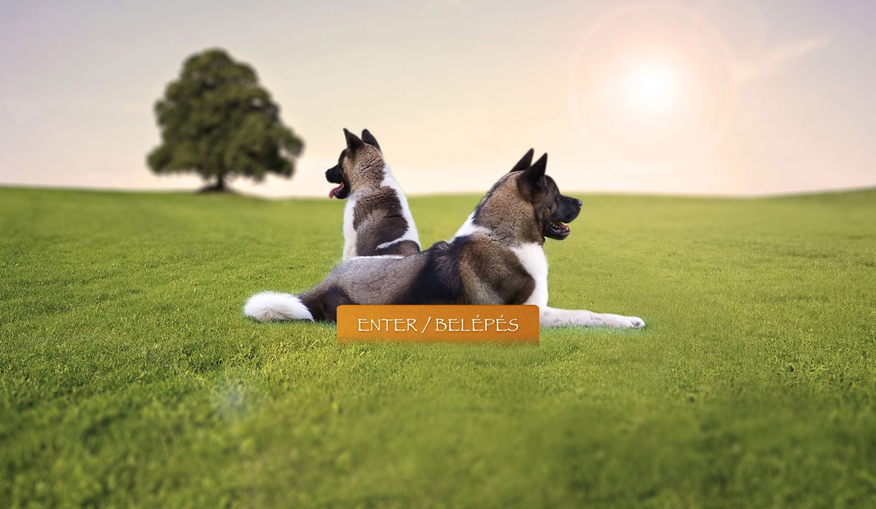 Danger Zone American Akita Kennel