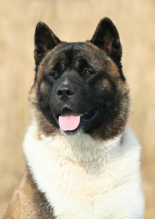 BIS. INT.CH., MULTI GRCH, MULTI CH, MULTI JCH Torazo's Pearl Ike Warrior BIS. INT.CH., MULTI GRCH, MULTI CH, MULTI JCH Torazo's Pearl Ike Warrior