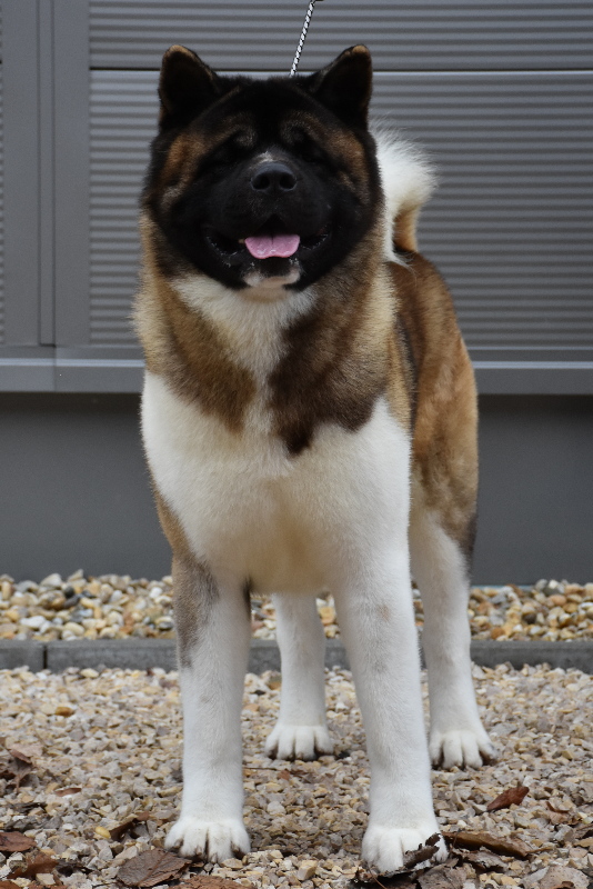 ch-hrtriumfsibirioziris-0123055461ed849e69619.jpg ch-hrtriumfsibirioziris-0123055461ed849e69619.jpg