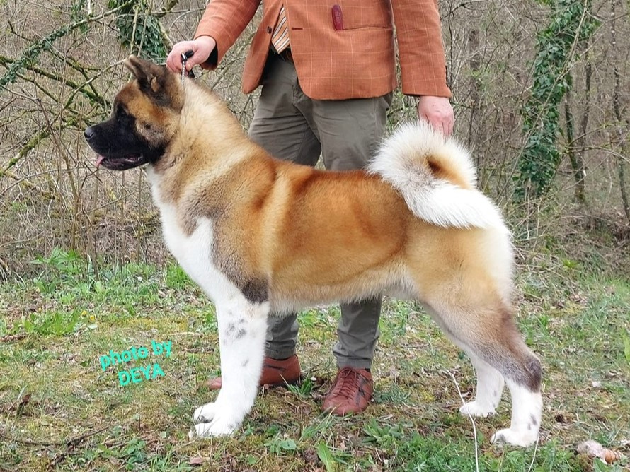 C.I.B, CHHR-G, CH-HR, CH SLO, CHM-HR, JCH AT, SLO HOPE, FUTURE HOPE OF CRO C.I.B, CHHR-G, CH-HR, CH SLO, CHM-HR, JCH AT, SLO HOPE, FUTURE HOPE OF CRO