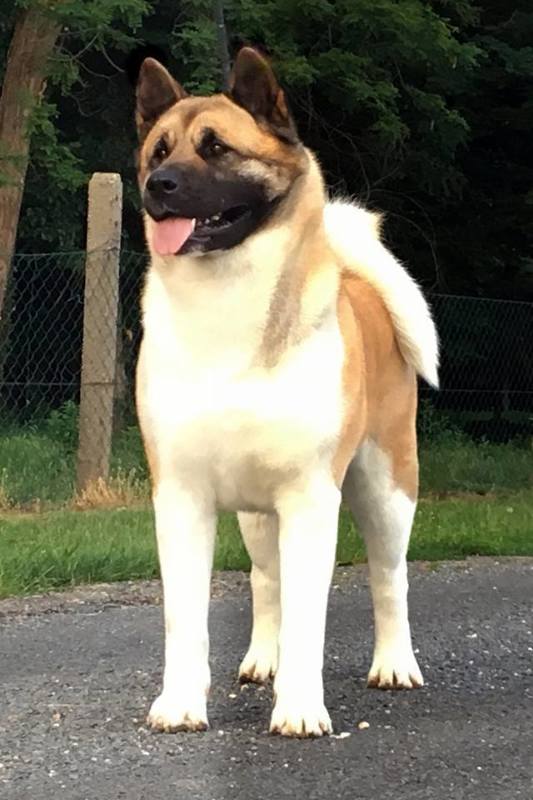 HJCH, CH-HR, HCH, HSCH, HGCH, INT.CH Bridget Jones of Danger Zone HJCH, CH-HR, HCH, HSCH, HGCH, INT.CH Bridget Jones of Danger Zone