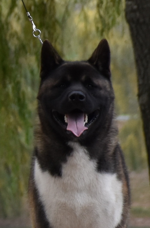 HJCH LSA Grand Cardinal HJCH LSA Grand Cardinal