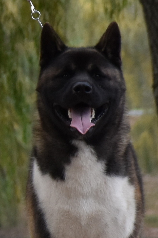 HJCH LSA Grand Cardinal HJCH LSA Grand Cardinal