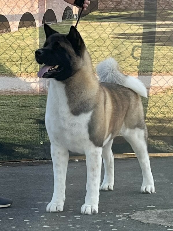 JCH-CH-SCH-GCH HU, C.I.B.-J, HPGW, HMPGW Ironaya Of Danger Zone JCH-CH-SCH-GCH HU, C.I.B.-J, HPGW, HMPGW Ironaya Of Danger Zone