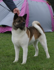 CHM-HR, HJCH, 2 x HCH, HSCH, ÖCH, CH-HR, HGCH, INT.CH Woorlock Jessica Alba