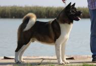 HJCH, CH-HR, HCH, ÖCH, HSCH, HGRCH, INT.CH Woorlock Fantó