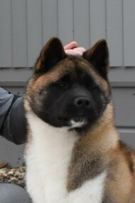 HMPGW. HPGW, HJCH, C.I.B. J, HCH, HSCH, HGRCH Ironaya Of Danger Zone 