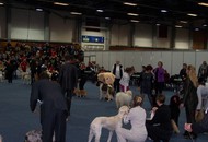 CACIB Wels - Internationale Ausstellung