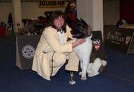 CACIB Wels - Internationale Ausstellung