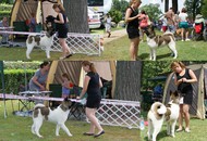 CACIB Székesfehérvár 15-16.06.2013.