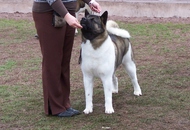 Tájjellegű kiállítás, Debrecen