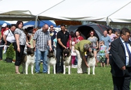 CACIB Miskolc Marathon 04.27. 2013.; CAC Miskolc Marathon Holdvilág 04.27.2013.; CACIB Miskolc Marathon 04.28.2013.