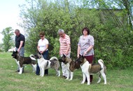 CACIB Miskolc Marathon 04.27. 2013.; CAC Miskolc Marathon Holdvilág 04.27.2013.; CACIB Miskolc Marathon 04.28.2013.