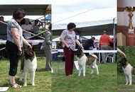 CACIB Miskolc Marathon 04.27. 2013.; CAC Miskolc Marathon Holdvilág 04.27.2013.; CACIB Miskolc Marathon 04.28.2013.