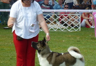 CACIB Székesfehérvár 15-16.06.2013.