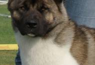 CACIB Tulln - Internationale Ausstellung