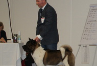 CACIB Wels - Internationale Ausstellung