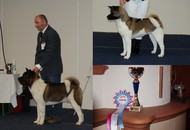 CACIB Wels - Internationale Ausstellung