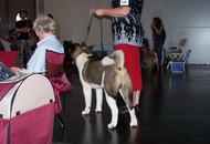 CACIB Klagenfurt - Internationale Ausstellung