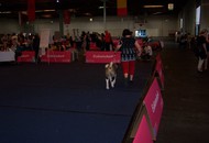 CACIB Klagenfurt - Internationale Ausstellung