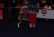 CACIB Klagenfurt - Internationale Ausstellung