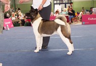 CACIB Oberwart - Internationale Ausstellung