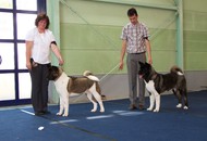 CACIB Oberwart - Internationale Ausstellung