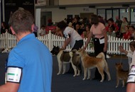 CACIB Oberwart - Internationale Ausstellung