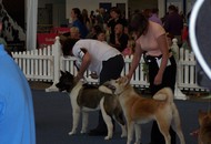 CACIB Oberwart - Internationale Ausstellung