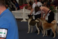 CACIB Oberwart - Internationale Ausstellung