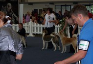 CACIB Oberwart - Internationale Ausstellung