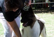 CACIB Székesfehérvár