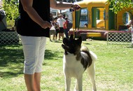 CACIB Székesfehérvár