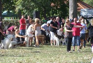 CACIB Székesfehérvár