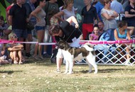 CACIB Székesfehérvár