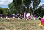 CACIB Székesfehérvár