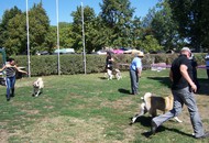 CACIB Székesfehérvár