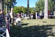 CACIB Székesfehérvár