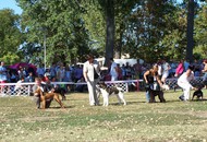 CACIB Székesfehérvár