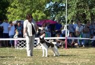 CACIB Székesfehérvár