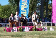 CACIB Székesfehérvár