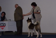 CACIB Tulln - Internationale Ausstellung