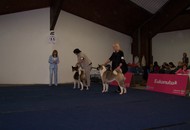 CACIB Tulln - Internationale Ausstellung