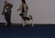 CACIB Tulln - Internationale Ausstellung