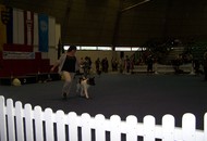 CACIB Tulln - Internationale Ausstellung