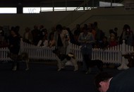 CACIB Tulln - Internationale Ausstellung