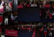 CACIB Klagenfurt - Internationale Ausstellung