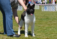 CACIB Komárom - International Dog Show
