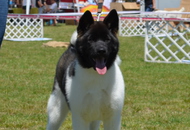 CACIB Komárom - International Dog Show