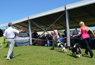 CACIB Komárom - International Dog Show